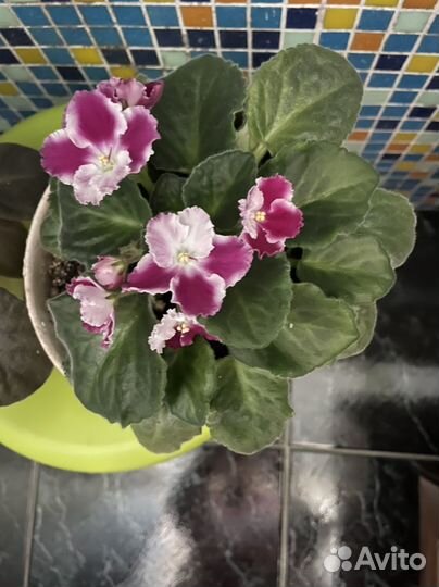 Фиалки цветущие в горшке