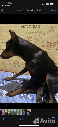 Животное собака