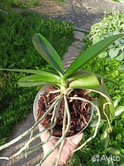 Орхидея фаленопсис