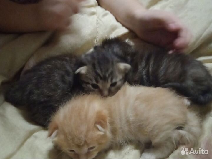 Котята мейкун