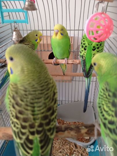 Волнистые попугаи и птенцы с доставкой
