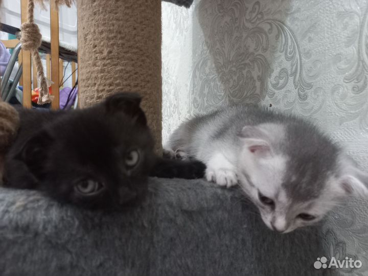 Шотландские котята