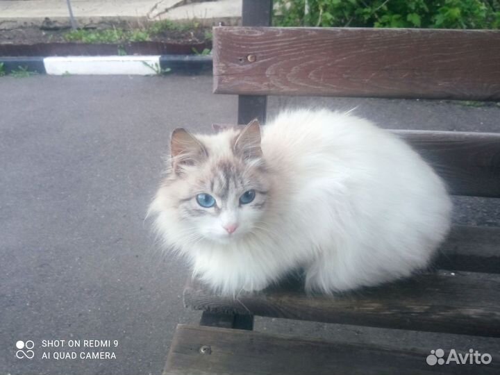 Кошка красавица