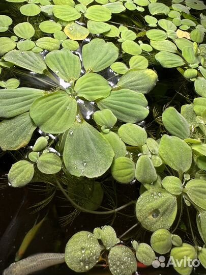 Аквариумные растения прополка