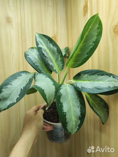 Аглаонема Сильвер Блю