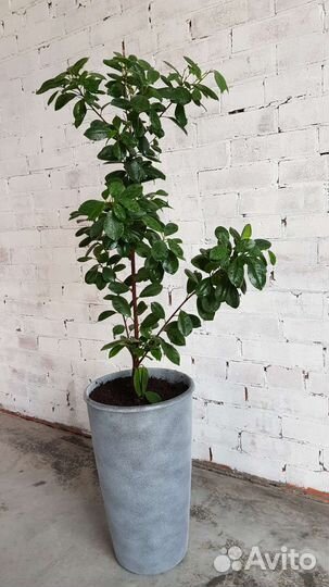 Фикус макламе