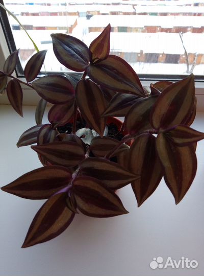 Традесканция Зебрина