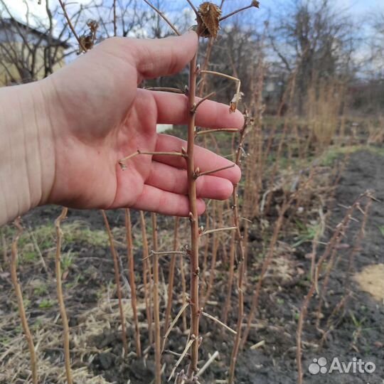 Малина летняя сорт 