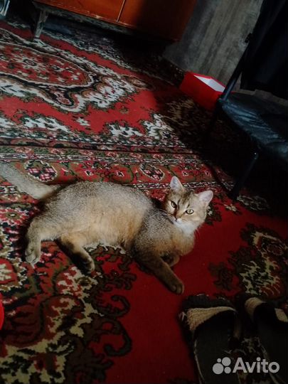Золотистая шиншилла