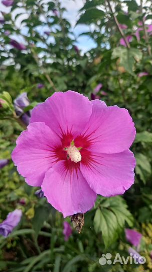 Гибискус уличный