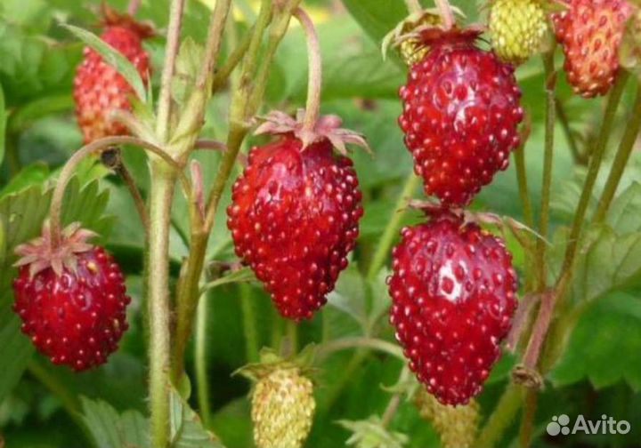 Ремонтантная земляника рассада
