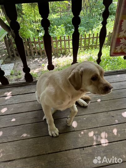 Лабрадор в добрые руки