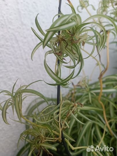 Хлорофитум кудрявый