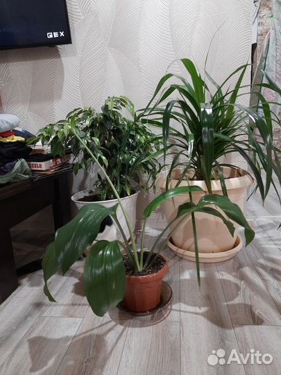 Фикус бенжамина,эластика, пандаус,каланхое, толстя