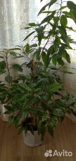 Гибискус китайская роза