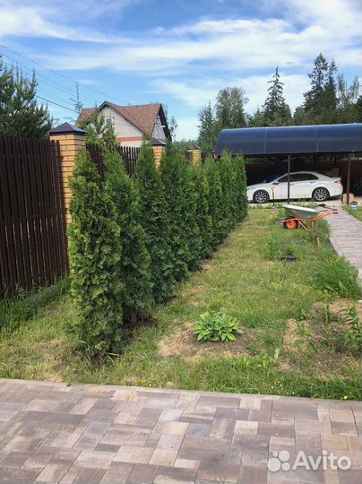 Туя западная Колумна 1.8-2.0 - 3200