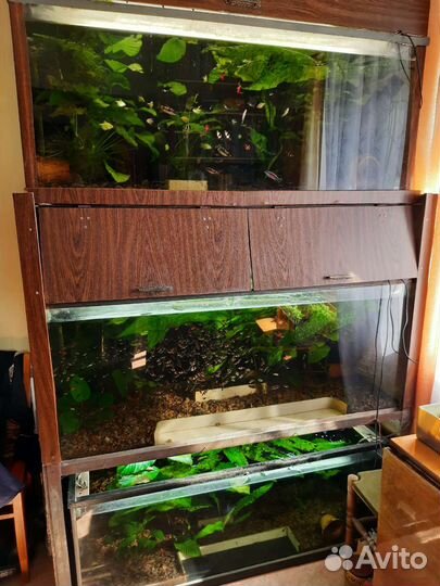 Аквариумные рыбки