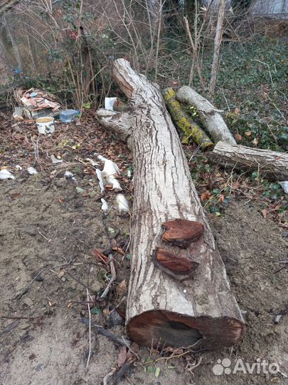 Слэб дерево орех