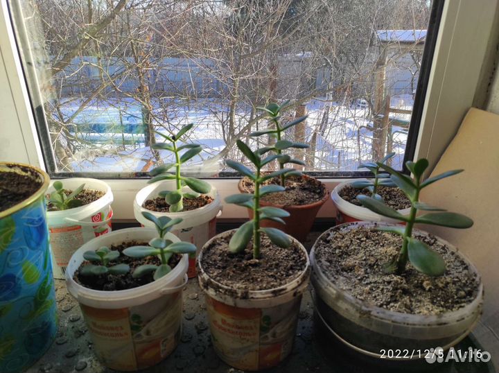 Денежное дерево