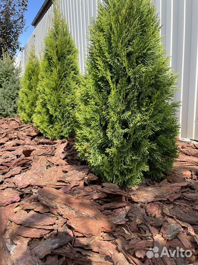 Кора лиственницы,Мульча