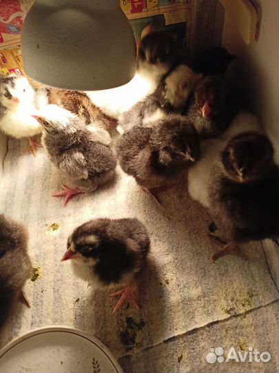 Цыплята несушки петух леггорн долматинец