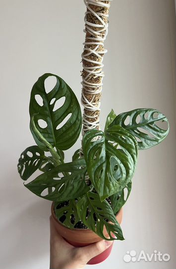 Монстера Манки Маск Адансона