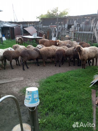 Овцы