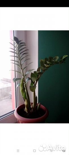 Замиокулькас, глоксиния