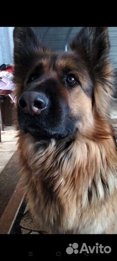 Продам щенков немецкой длинношёрстный овчарки