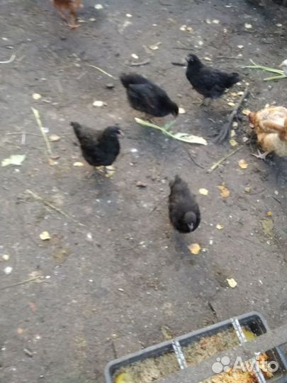 Куры несушки и молодки