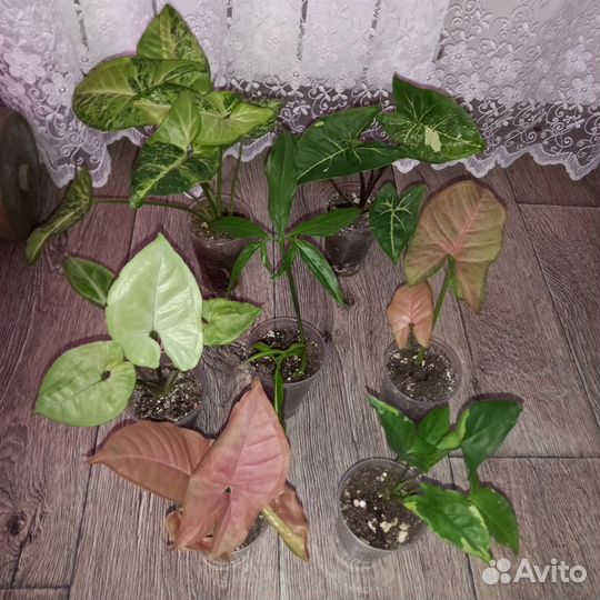 Наборами комнатные растения