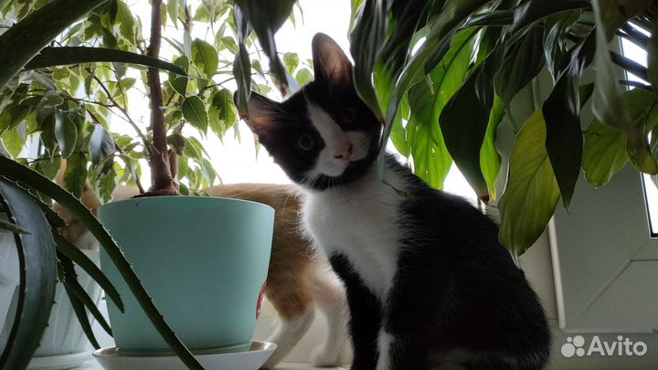 Отдам в добрые руки