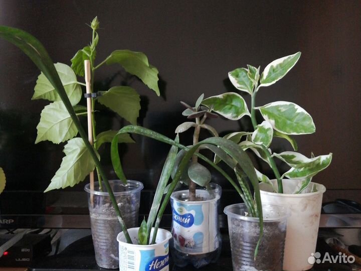 Комнатные цветы