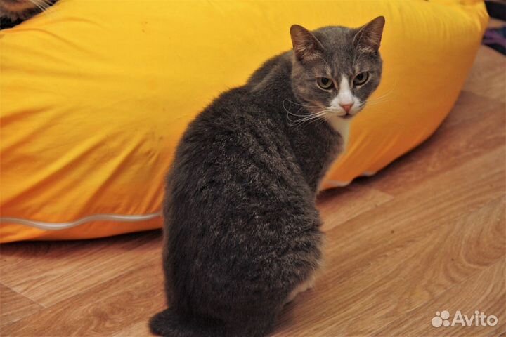 Мышка без хвостика