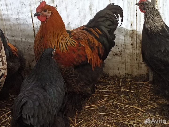 Петух домашний