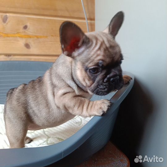 Французский бульдог щенки