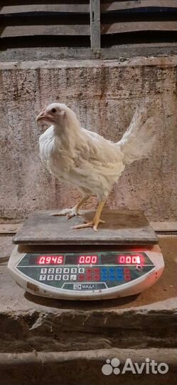 Куры несушки молодки