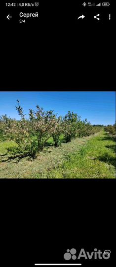 Покос травы триммером