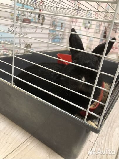 Кролик декоративный,девочка-Лилу,9 мес,с клеткой