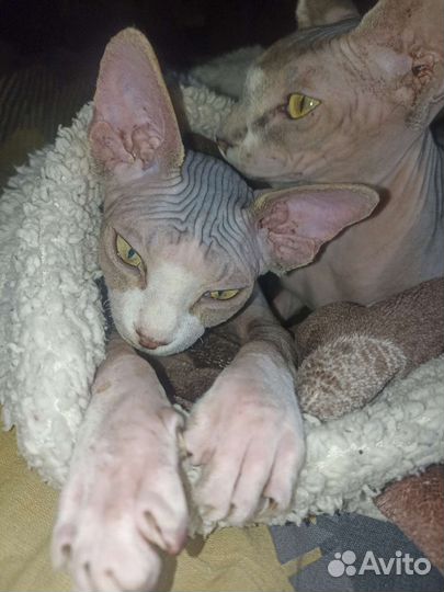 Котята