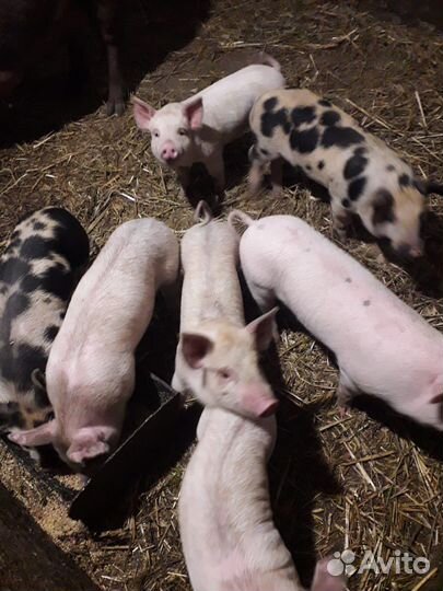 Поросята