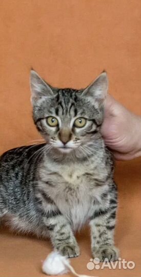 Полосатка котенок Ася из Донецка 3 мес. в дар