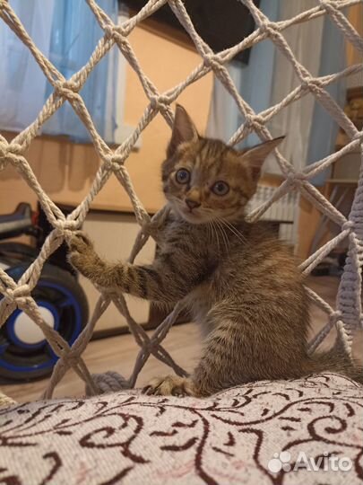 Отдам котят, в надёжные, добрые руки