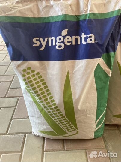 Семена кукурузы Скорпиус, дкс 3789