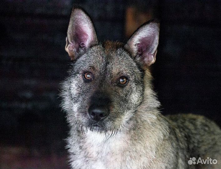 Две сестры Бетти и Кетти в добрые руки