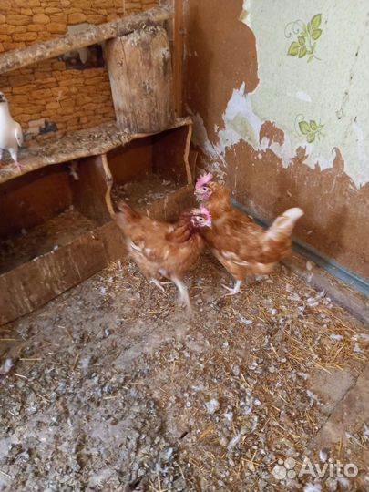 Куры несушки