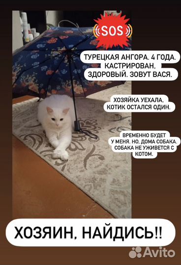 Кот в добрые руки