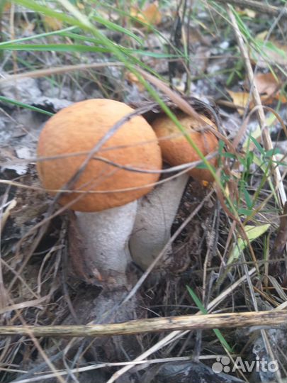 Грибы Красноголовики свежие