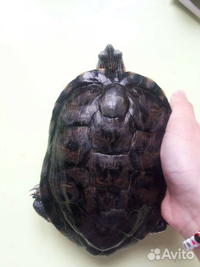 Красноухая черепаха бесплатно