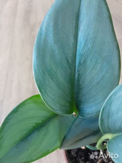 Эпипремнумы (сциндапсусы)